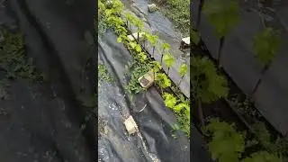 школка 2021.начало