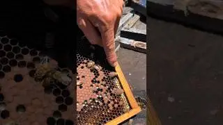 Removing Emergency Queen Bee Cells! 👑🐝 #shorts