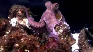 Aquarium - Bioparco di Roma