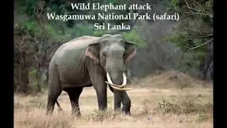 elephant attack