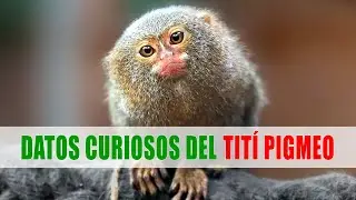 Tití pigmeo, Chichico: el mono más pequeño del nuevo mundo | Datos curiosos de animales