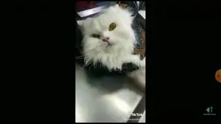 aşı olunan sinirli kedi🤣🤣