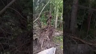 Ураган в Подмосковье