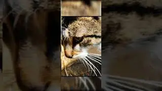 Katzen und Hunde Fotos 😺🐶