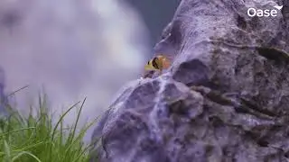 Présentation des aquariums Scaperline de chez Oase