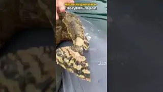 Какой красивый, но несъедобный (рыбалка в Магадане)