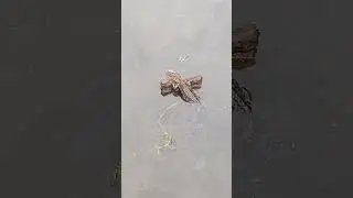 ALLIGATOR CLIMBS ONTO A LOG  