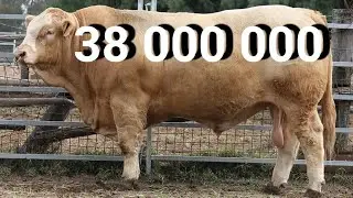 2-QISM TOYLOQ JUMABOZOR MOL BOZORI NOVVOSLAR, QO'Y-ECHKI VA YEM NARXLARI-НОВВОСЛАР КУЙЛАР ВА ЕМЛАР