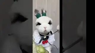FUR BABY DRIP💧💎 🤑|FOR FULL VIDEO GO TO TikTok@livingwild2gether #shorts #funny #trending