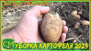 Уборка картофеля 2023. Potato harvesting 2023