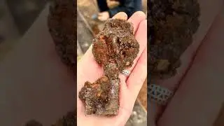 Мамонты в Воронежской области! ОТКУДА??? Музей-заповедник 