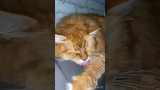 У нас появилась собака 😍 