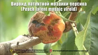 Вироид латентной мозаики персика (Peach latent mosaic viroid)