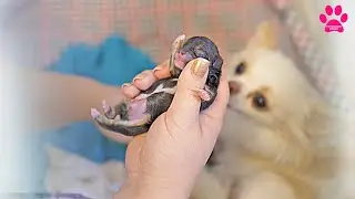 Собака не может родить щенка! Что-то пошло не так?