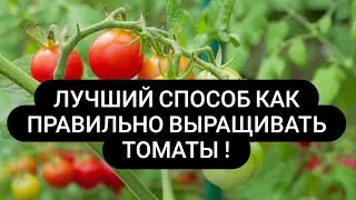 Как сажать вырастить томаты за 2 месяца ЛЕГКО!