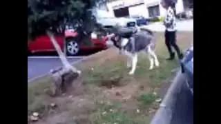 Siberian Husky, Mikey loves his Sisters and waiting to Play with them