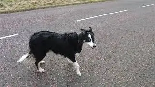 Dogs on new cam