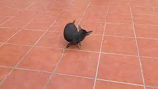 Perro pulgoso