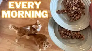 What It's Like To Wake Up With Two Orange Cats