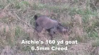 Archie shooting a goat at 160 yards (6.5mm Creedmoor)
