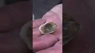 How Oysters Are Harvested