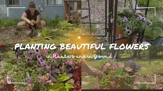 Planting Beautiful Flowers in Planters & in Ground