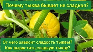 Почему тыква не сладкая/ как вырастить сладкую тыкву