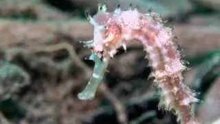 Indonesia Maluku Islands Ambon HD Nudibranchs, Frogfish, Harlequin Shrimps, Boxer Crab,