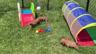 All 5 Cavapoo Puppies Playing Outside