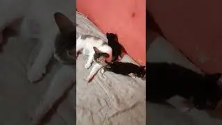 давайте вместе им дадим имена
