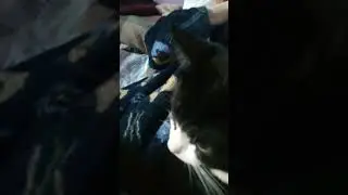 Кот отсыпается перед новым годом