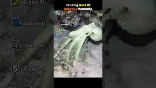 Ranking Best Of Octopus Moments