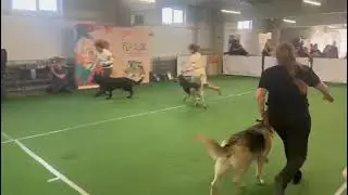 КЛАСС ОТКРЫТЫЙ СУКИ 3 АССАМБЛЕЯ