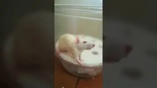 Rat Anesthesia (diethyl ether)