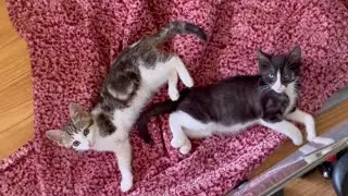 Kittens Making Friends and Getting Healthy