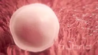 Mécanisme De L'Ovulation