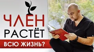 В каком возрасте прекращается рост полового члена? 