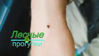 Он искал где присосаться...