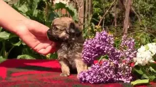 Щенок чихуахуа длинношерстный крем-соболь