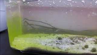 Feenkrebse Zucht Streptocephalus sealii