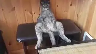 Степа,пойдем кушать суши