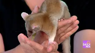 Meet Cinnamon, Derby’s Woolly Opossum the Opossum at The Wildlife World Zoo, Aquarium, & Safari Park
