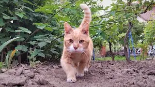 Relaxing Cat Video 245