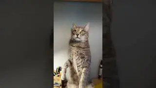 Барсик во всей красе