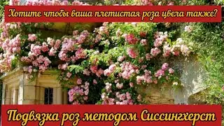 Хотите чтобы ваша плетистая роза цвела также?  Подвязка роз методом  Сиссингхерст.