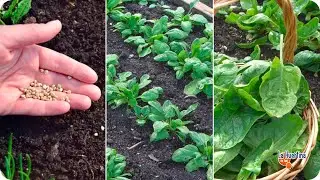 How to grow spinach from planting to harvest || complete cycle