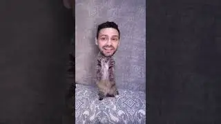 Кошачьи танцы 💃🏻