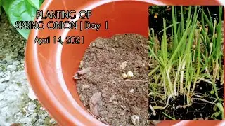SPRING ONION??HOW TO PLANT | PAANO ANG TAMANG PAG TATANIM NG SIBUYAS (SPRING ONION PLANTING)