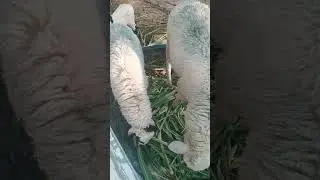 sheep 🐑🐑