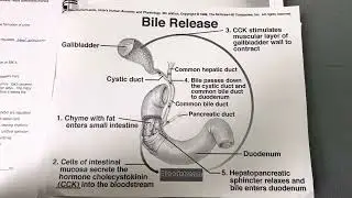 Regulation of Pancreatic Secretion & Bile Release Five Steps